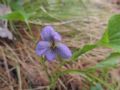 Viola mirabilis